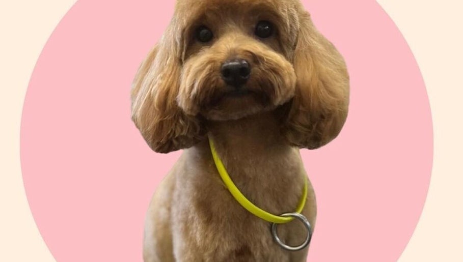 Purrrfection Grooming image 1