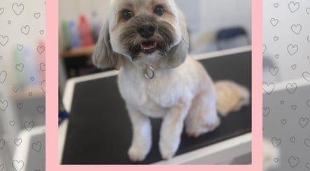 Purrrfection Grooming image 3