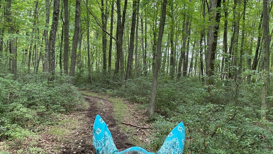 Mountain Laurel riding stables image 1