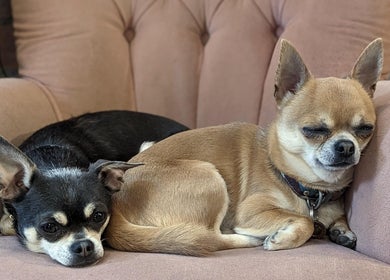 Two Chihuahuas resting on a plush chair at It's The Hair Studio, Liverpool, England, GB.