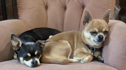 Two Chihuahuas resting on a plush chair at It's The Hair Studio, Liverpool, England, GB.