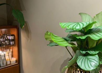 Calathea plant and eco-friendly products at Cuttlefish Eco Salon - Lewes, Lewes, England, GB.