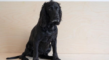 Off Cut Barkers, Dog Grooming image 3