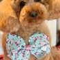 Paws de Vuitton - 95A Water Street , Cabramatta West, New South Wales