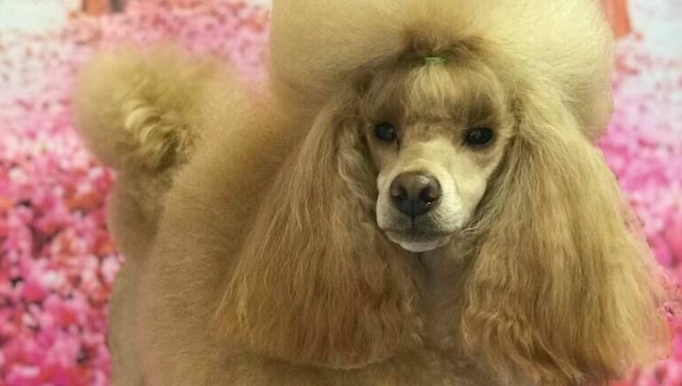 Lush Puppy image 1