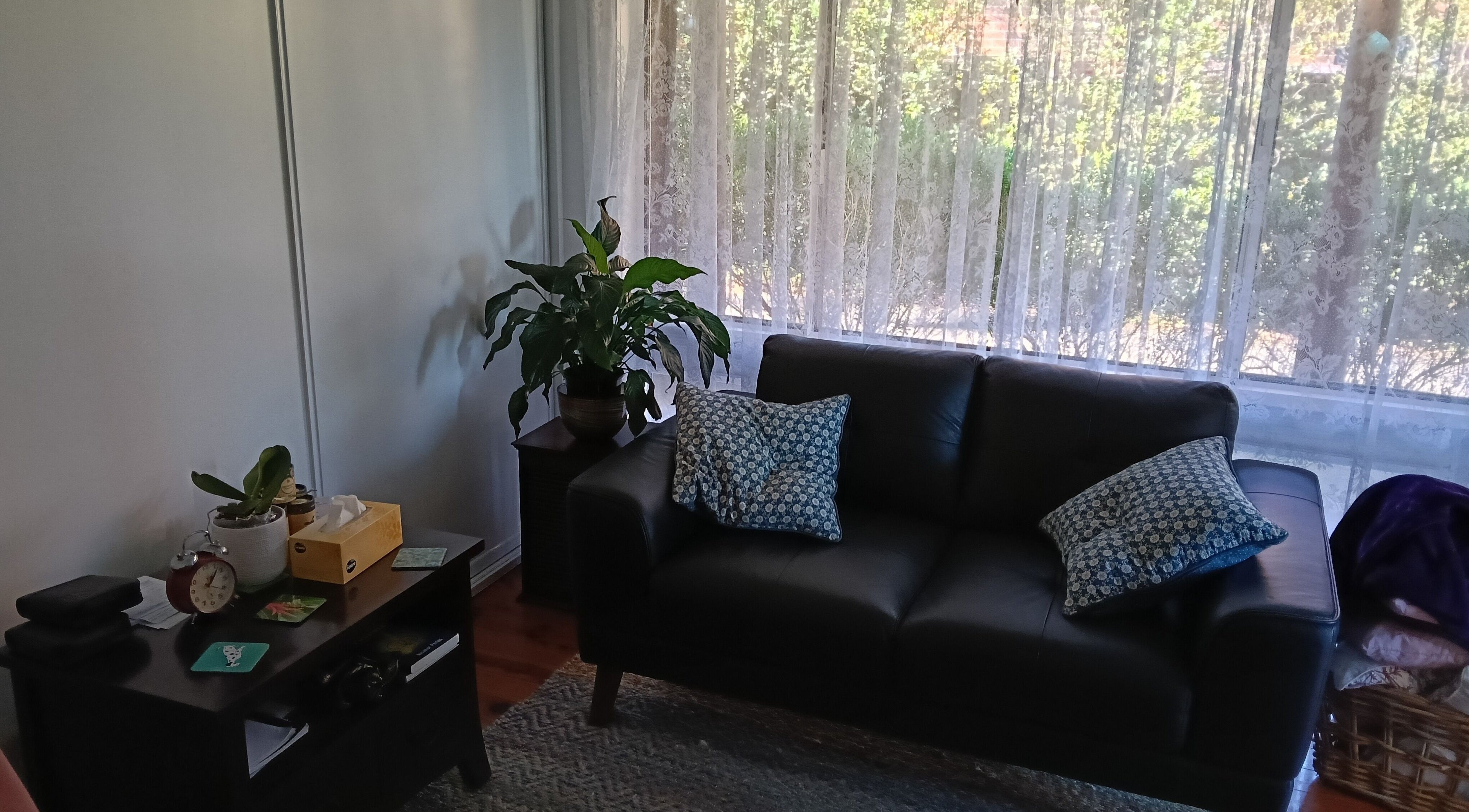 Cozy seating in Celeste Salter Homeopath, Bathurst, New South Wales, AU with lush plants and natural light.