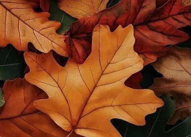Vibrant fall leaves at My Candy Wax, River Grove, Illinois, US create a cozy and inviting atmosphere.
