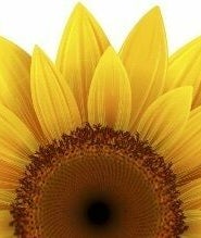 Sunflower Nail Studio image 2
