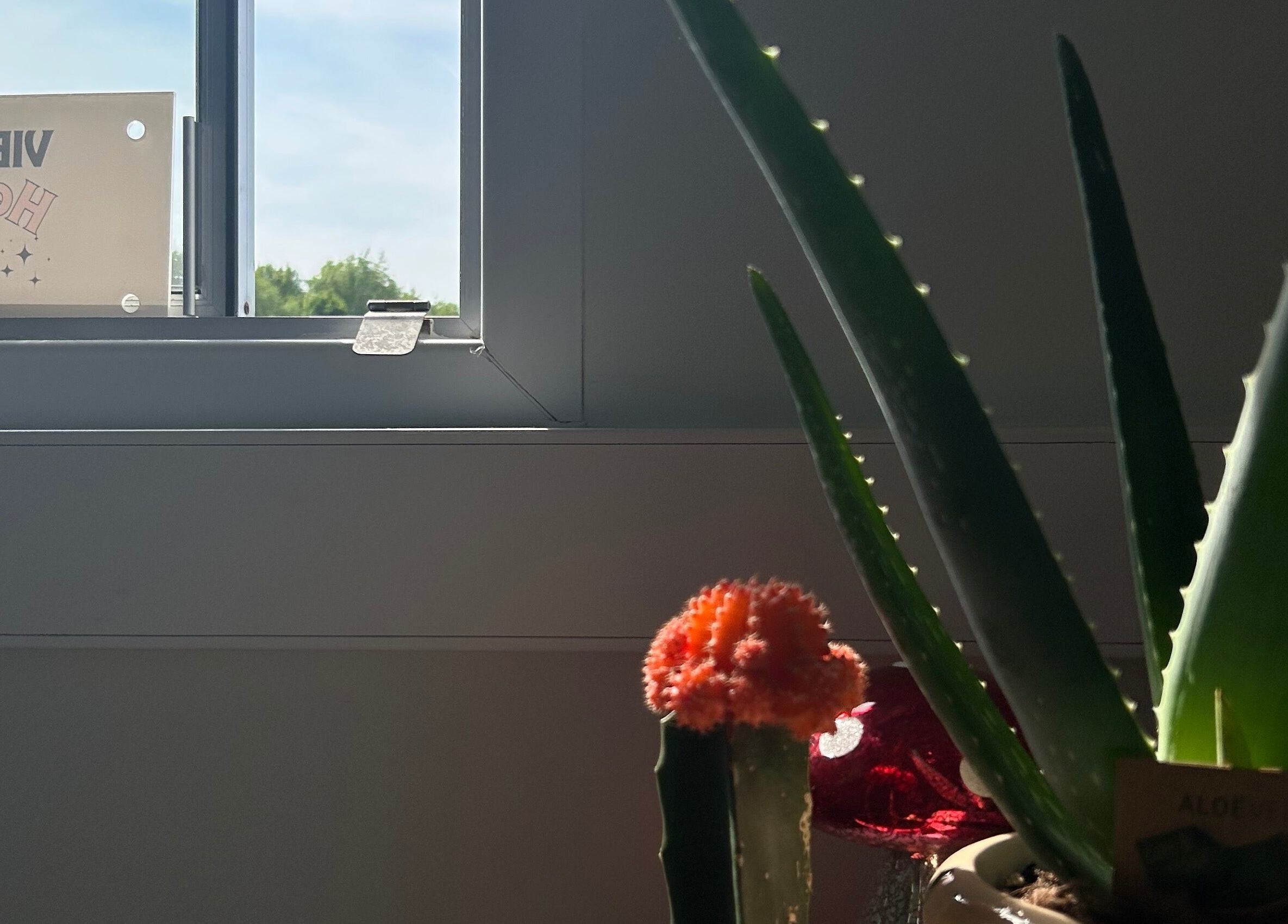 Sunlit cactus by window at Vibes Head Spa, Birkenhead, England, GB creating a tranquil ambiance.