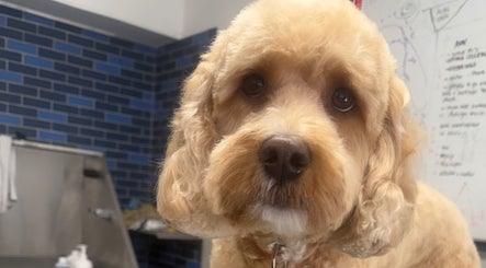 Susie Qs Dog Grooming image 3