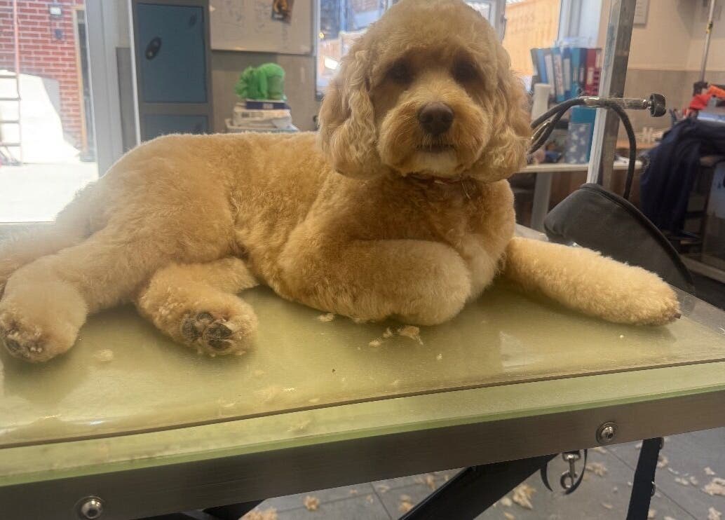 Fluffy dog on grooming table at Susie Qs Dog Grooming, Copplestone, England, GB.