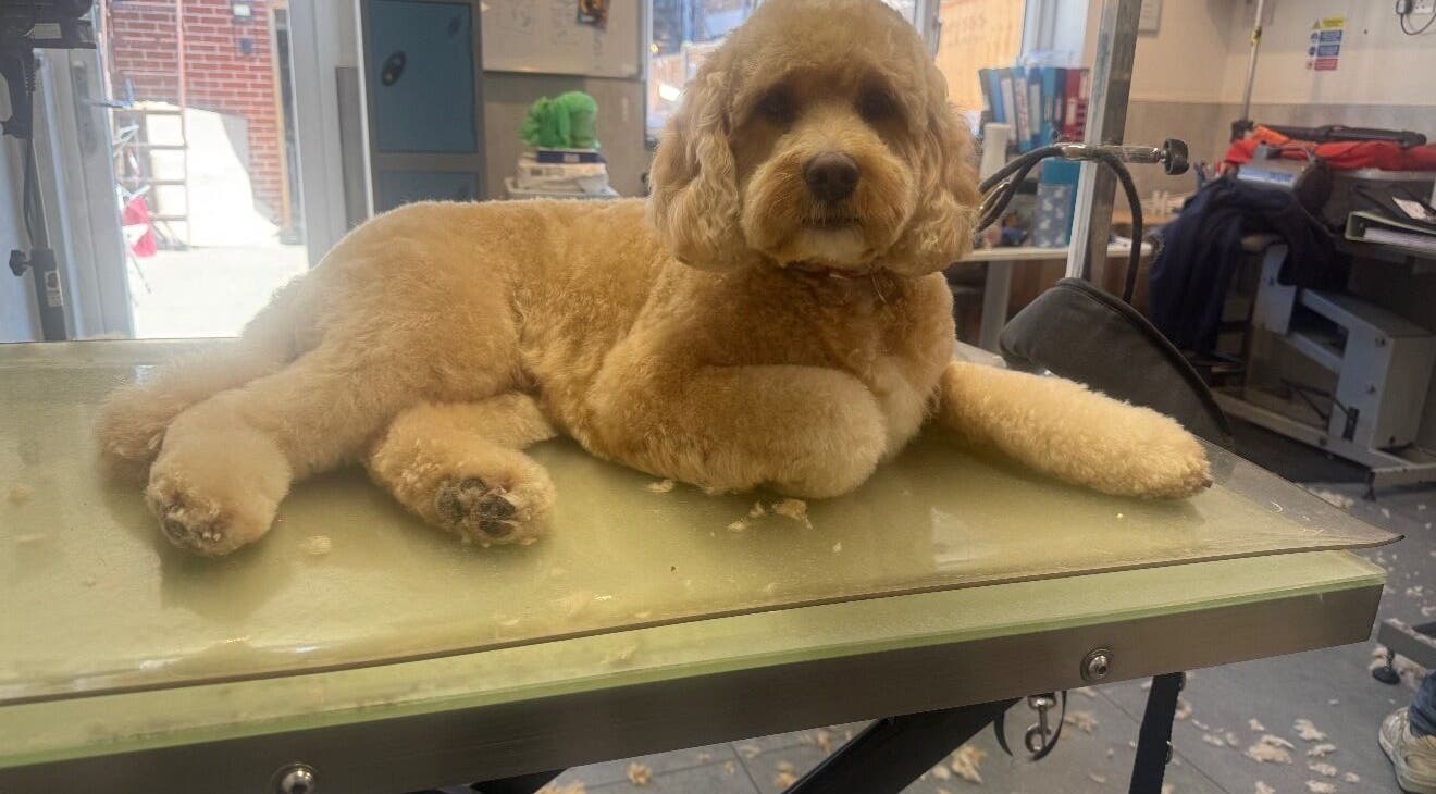 Fluffy dog on grooming table at Susie Qs Dog Grooming, Copplestone, England, GB.