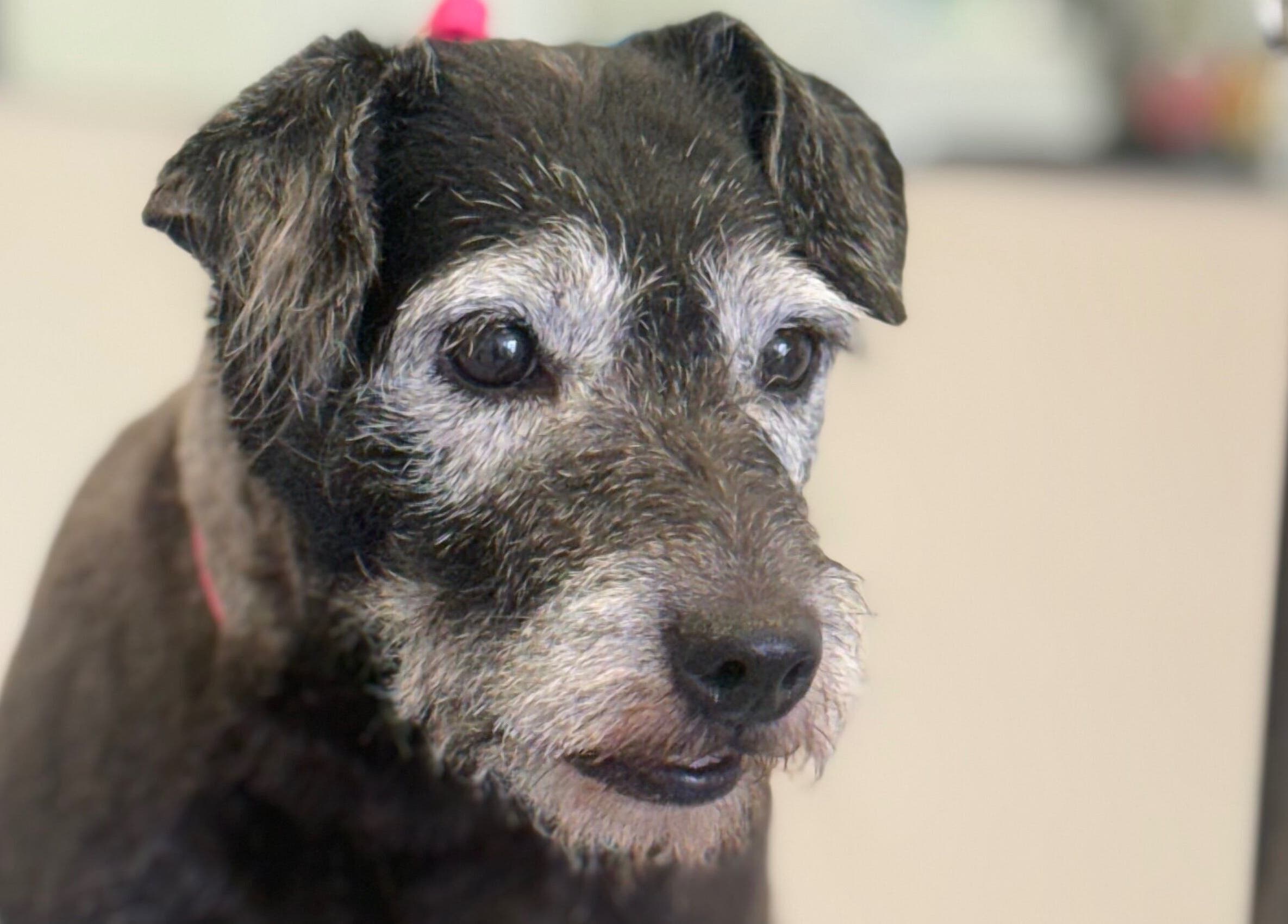 Happy dog post-grooming at Susie Qs Dog Grooming, Copplestone, England, GB.