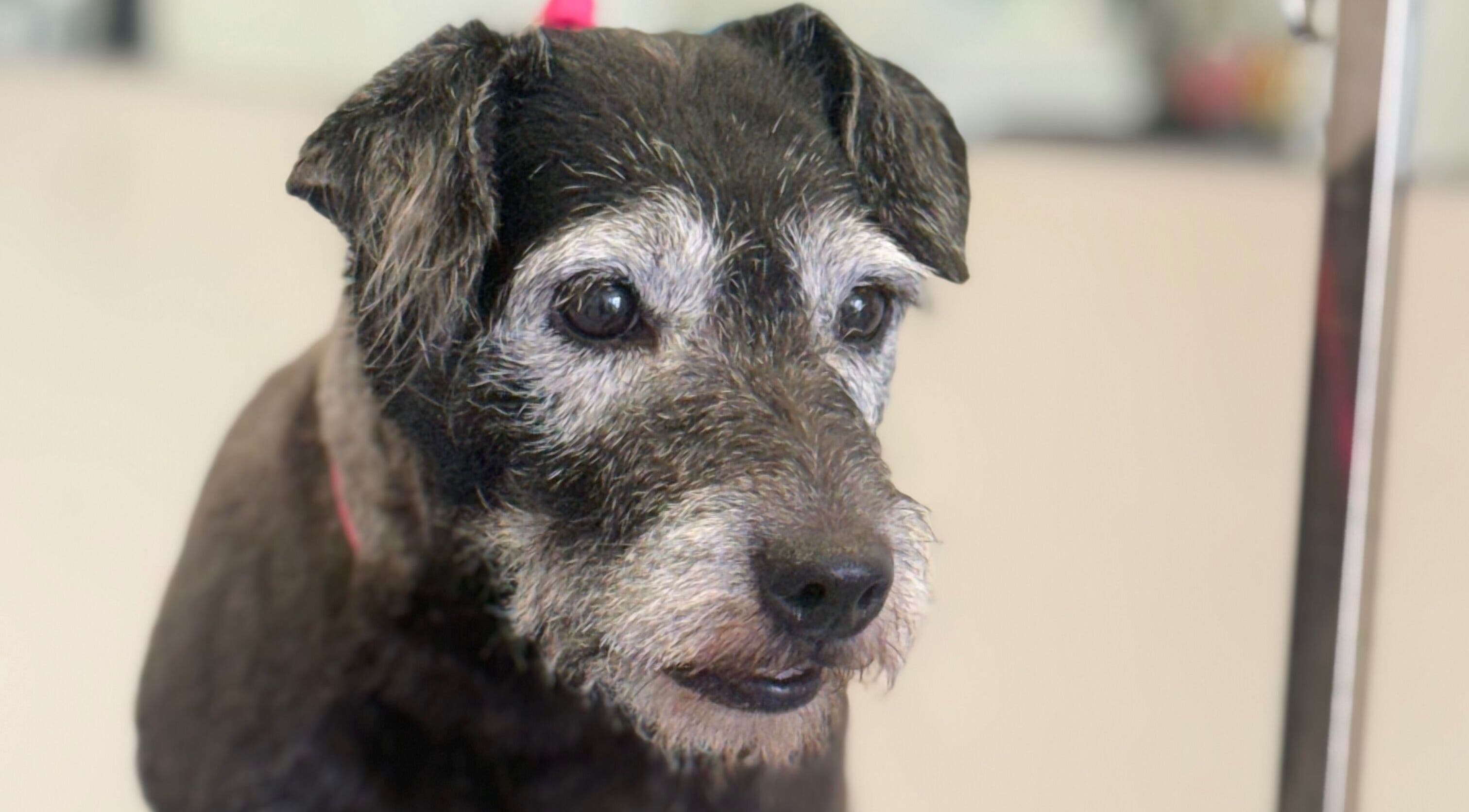 Happy dog post-grooming at Susie Qs Dog Grooming, Copplestone, England, GB.