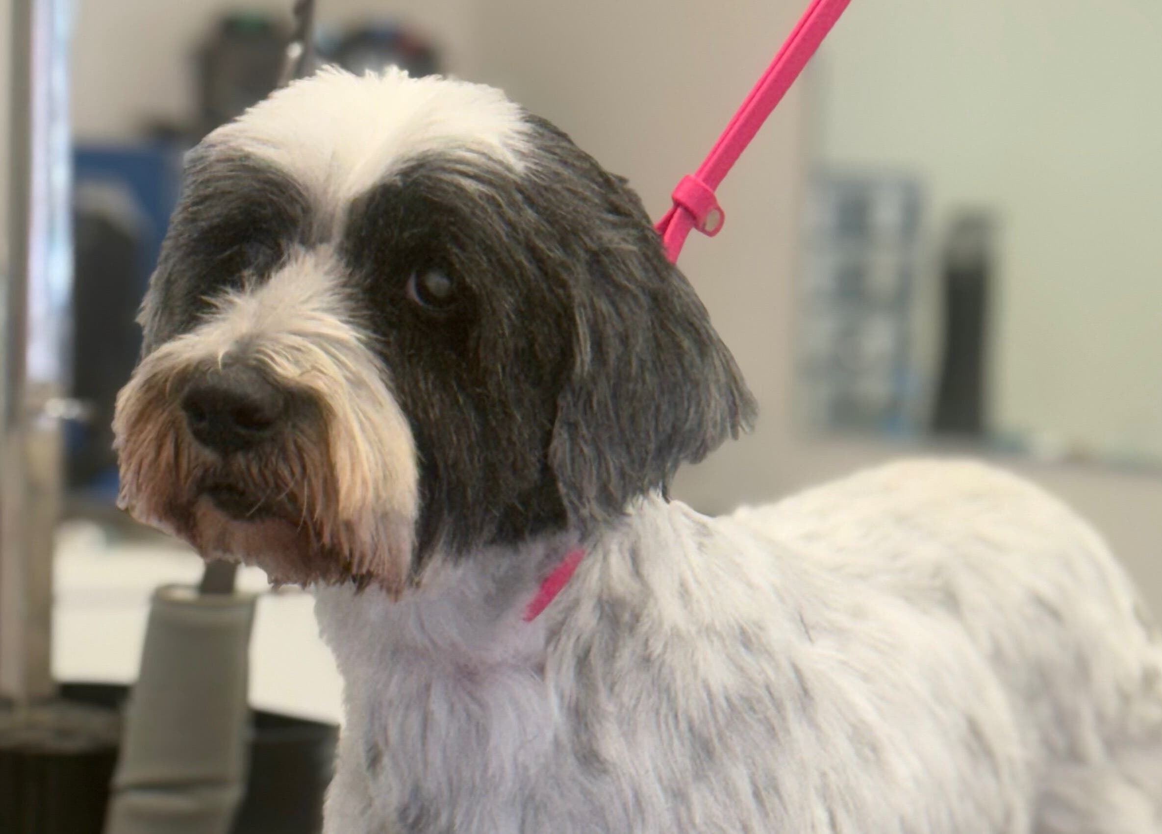 Freshly groomed dog at Susie Qs Dog Grooming, Copplestone, England, GB.