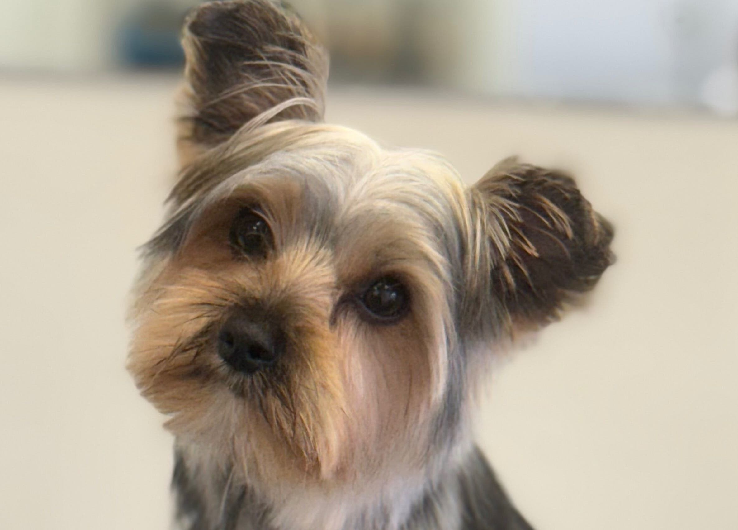 Freshly groomed dog at Susie Qs Dog Grooming in Copplestone, England, GB. Adorable and well-styled pet.