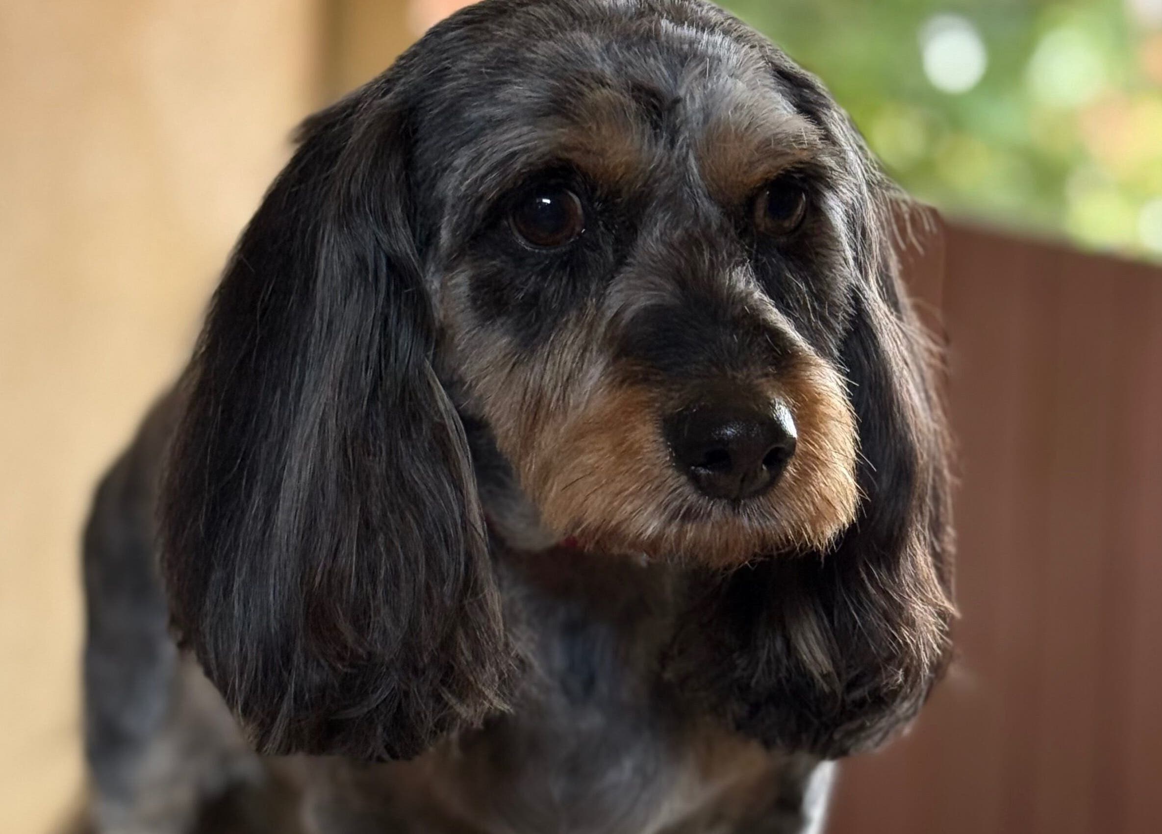A well-groomed dog at Susie Qs Dog Grooming, Copplestone, England, GB showcasing professional pet grooming.
