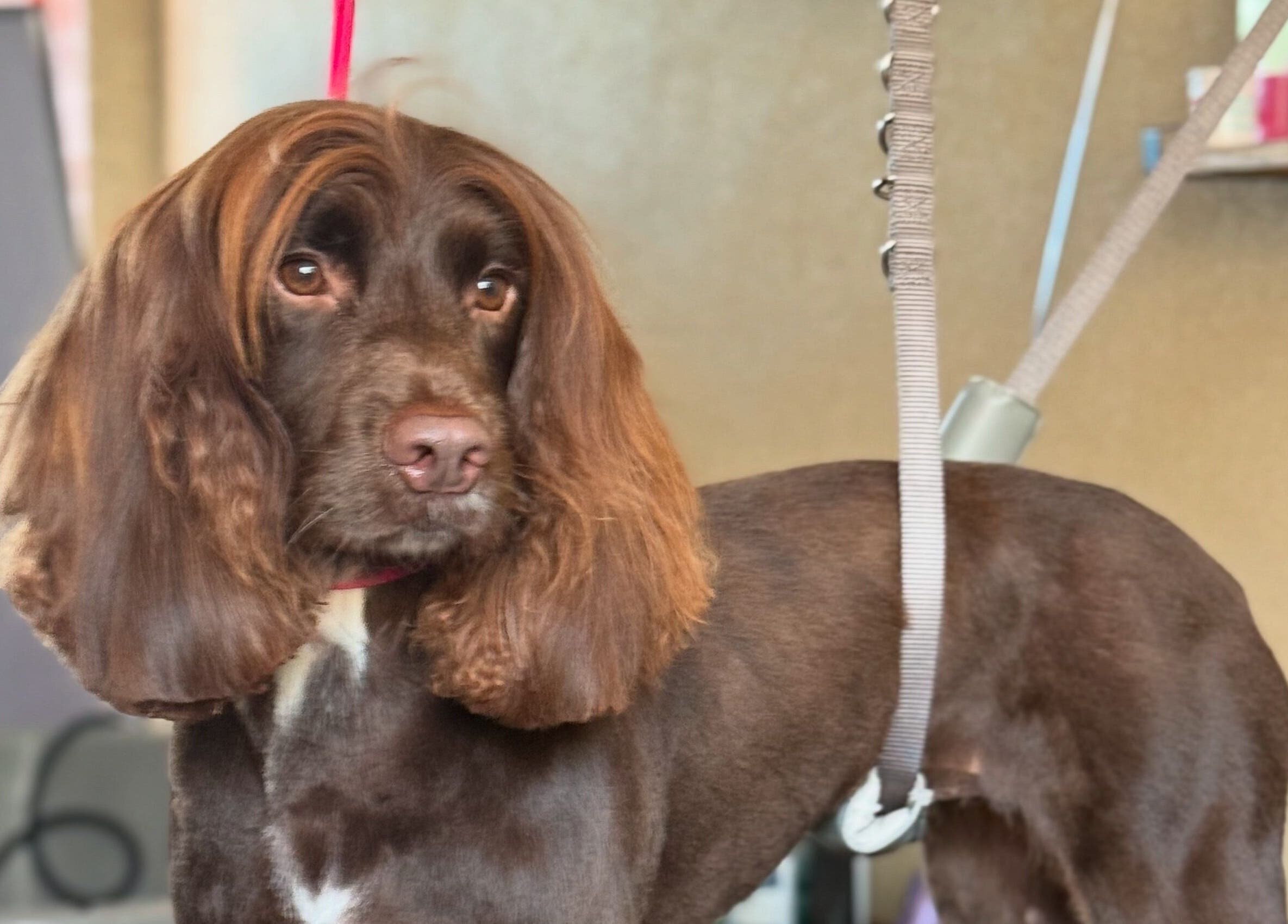 Groomed dog at Susie Qs Dog Grooming, Copplestone, England, GB. Beautiful brown fur and styled ears.