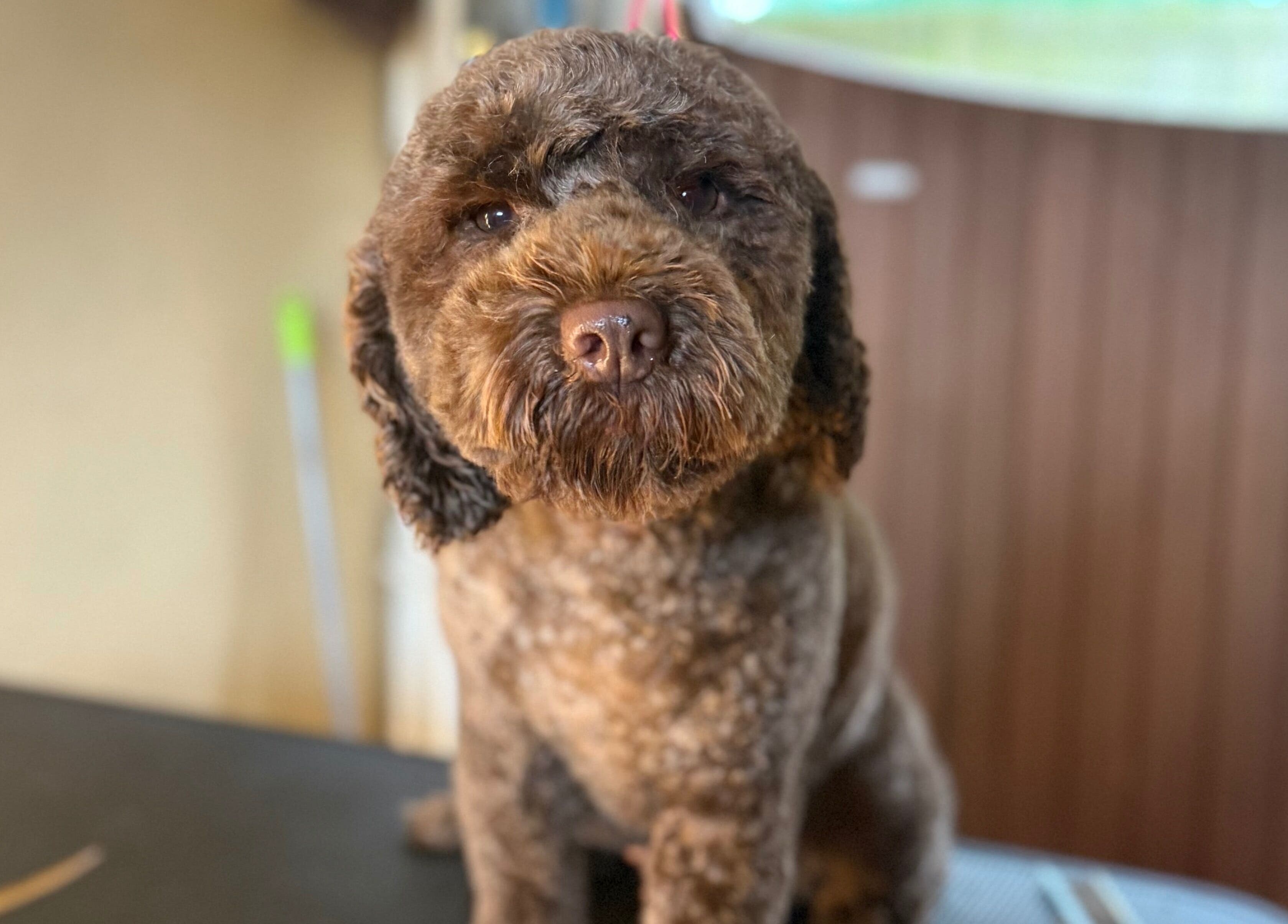 Groomed dog at Susie Qs Dog Grooming, Copplestone, England, GB, showcasing professional pet care services.