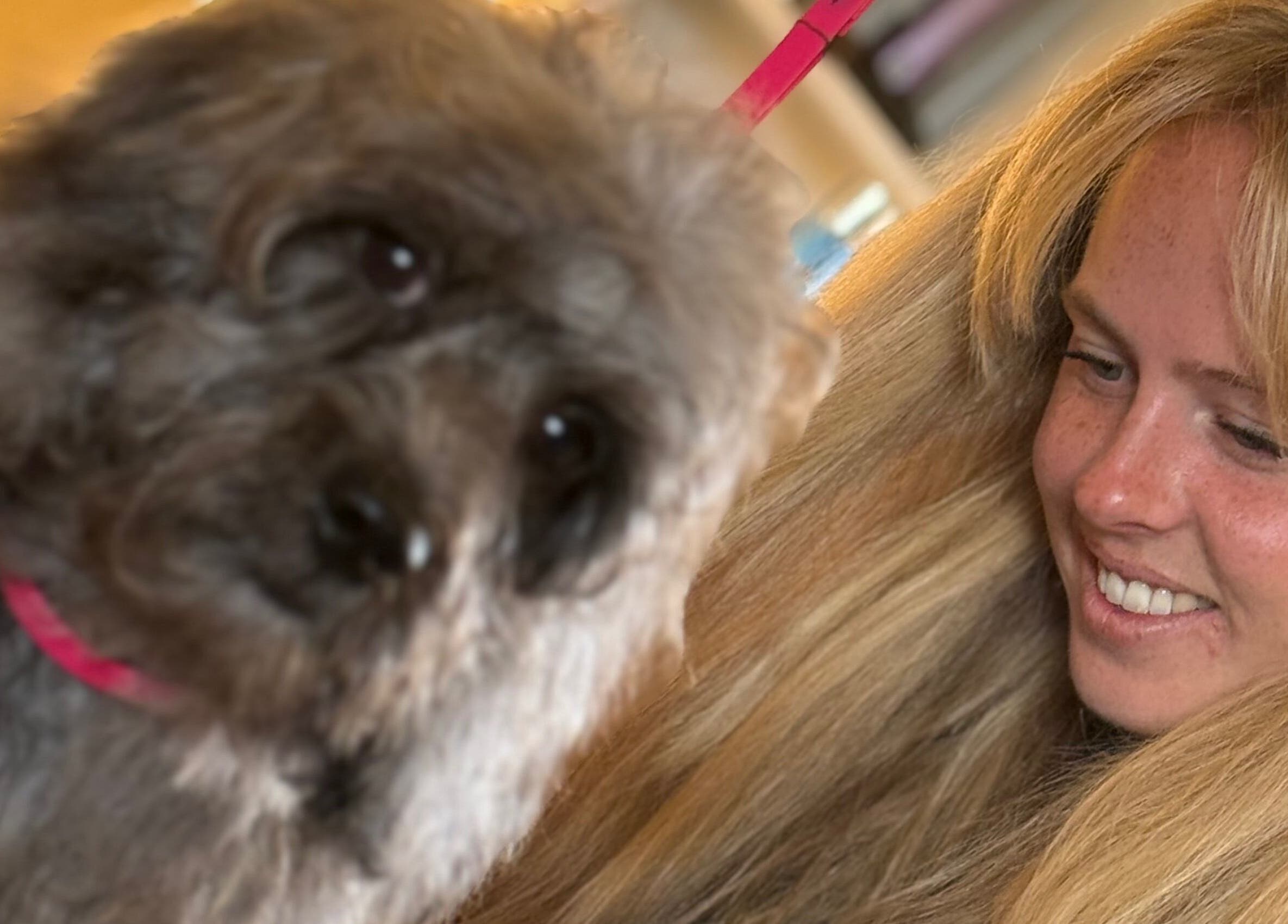 Happy dog with groomer at Susie Qs Dog Grooming in Copplestone, England, GB.