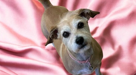 Adorable dog on a pink blanket at Groom At The Top - Caitlin, Polbeth, Scotland, GB.