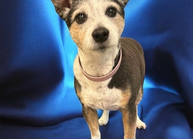 Adorable dog with a pink collar on a blue backdrop at Groom At The Top - Caitlin, Polbeth, Scotland, GB.