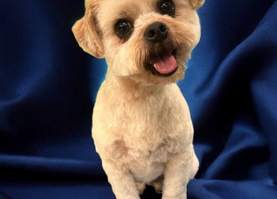 Adorable groomed dog on blue background at Groom At The Top - Caitlin, Polbeth, Scotland, GB.
