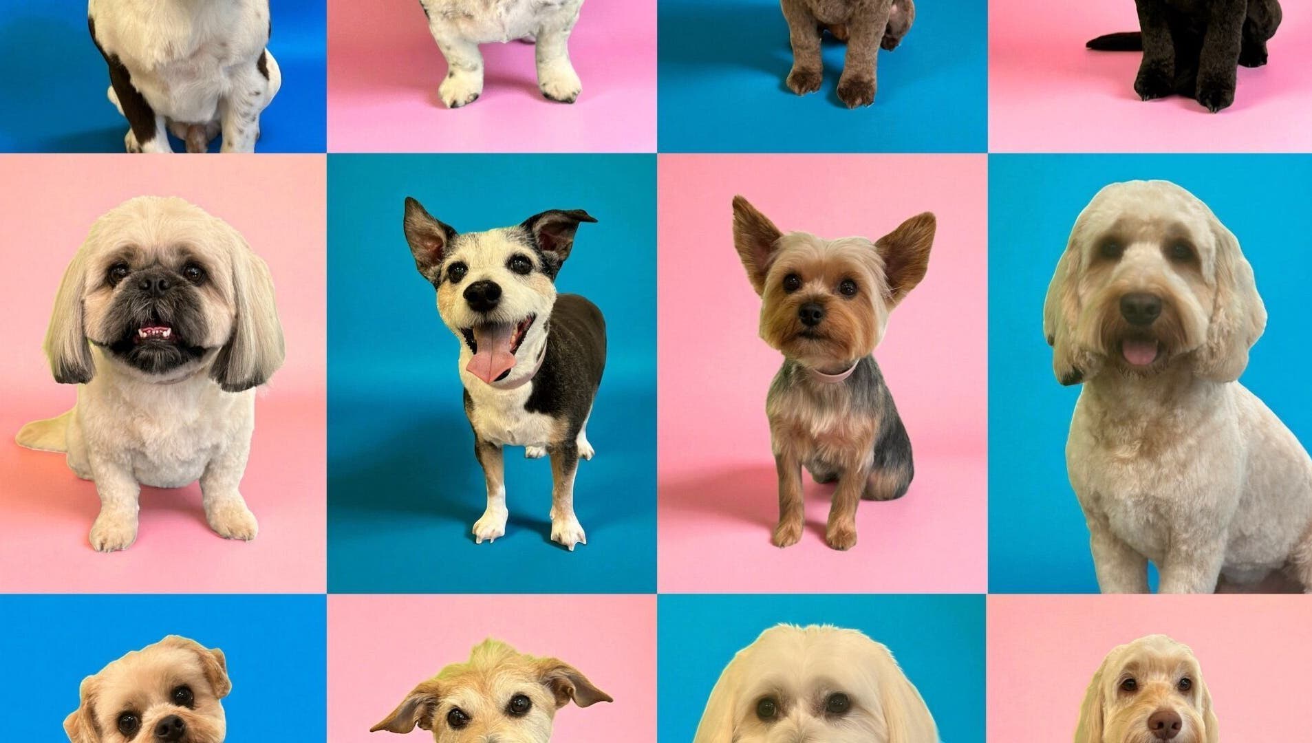 Collage of beautifully groomed dogs at Groom At The Top - Caitlin, Polbeth, Scotland, GB.