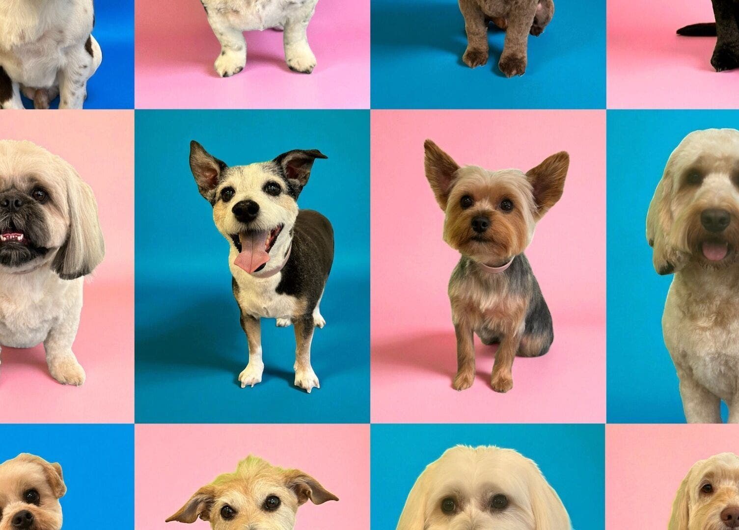 Collage of beautifully groomed dogs at Groom At The Top - Caitlin, Polbeth, Scotland, GB.