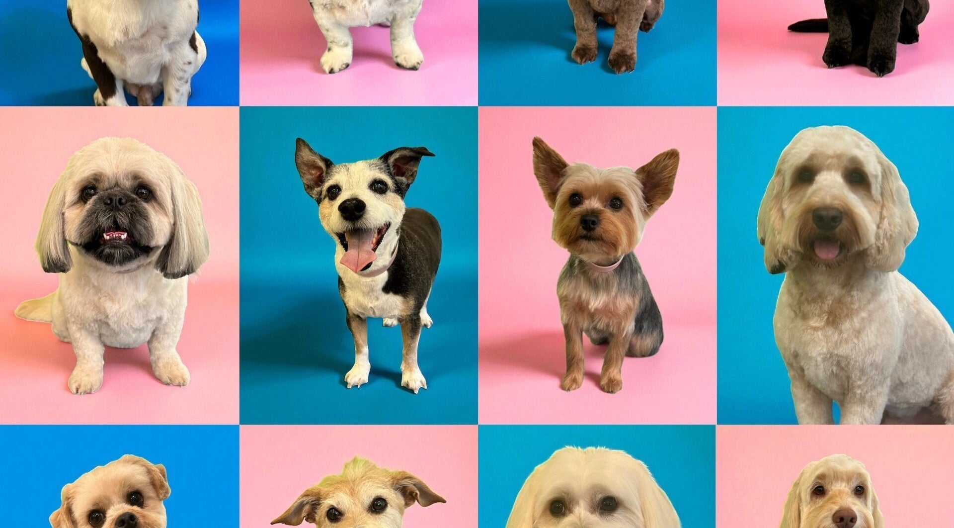 Collage of beautifully groomed dogs at Groom At The Top - Caitlin, Polbeth, Scotland, GB.