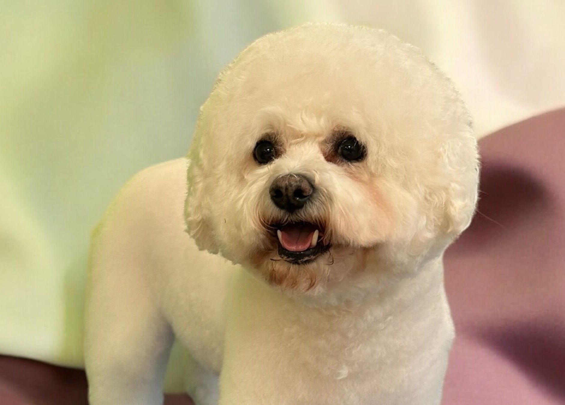Groomed dog at Groom At The Top - Caitlin, Polbeth, Scotland. Perfect for pampering your pet.