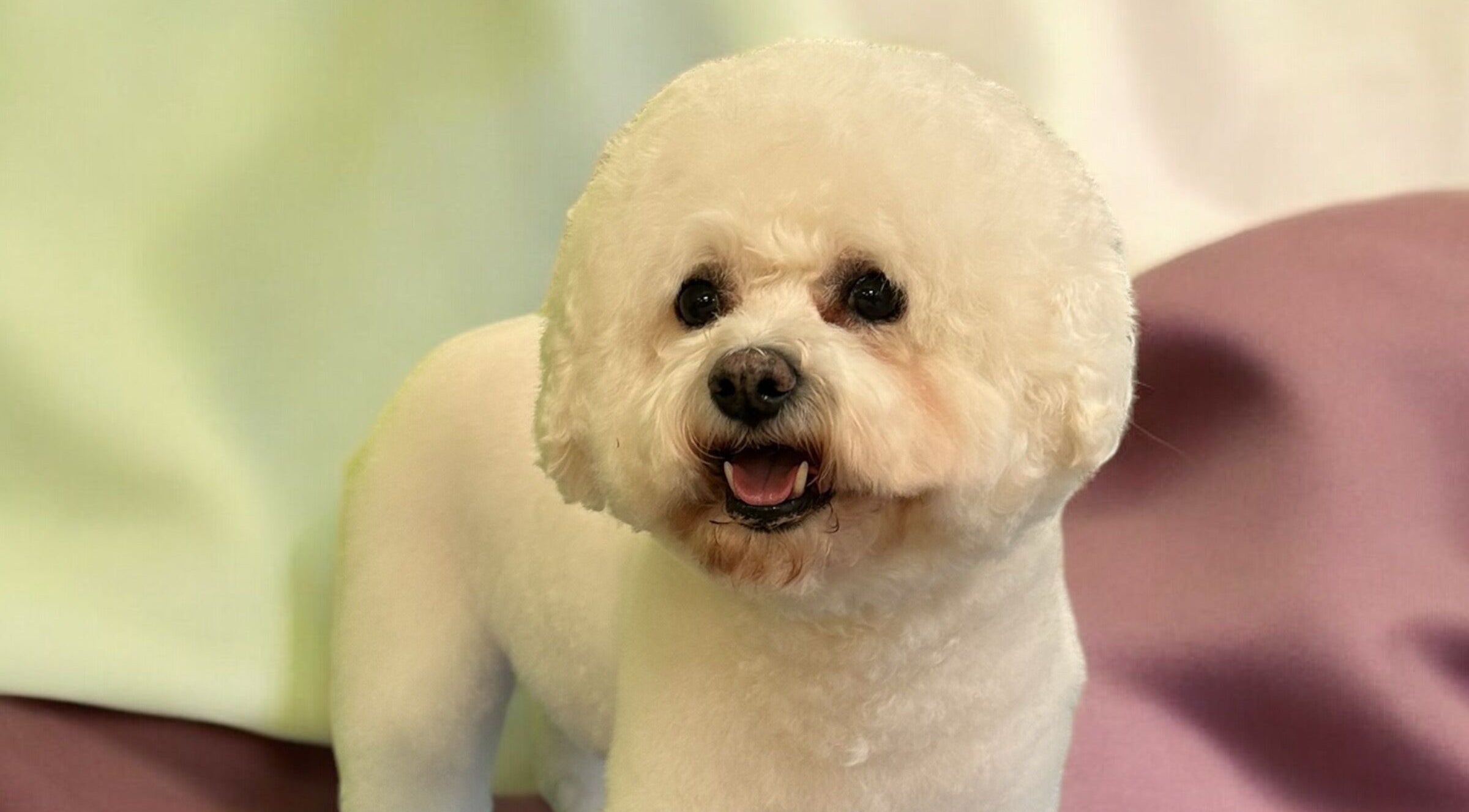 Groomed dog at Groom At The Top - Caitlin, Polbeth, Scotland. Perfect for pampering your pet.