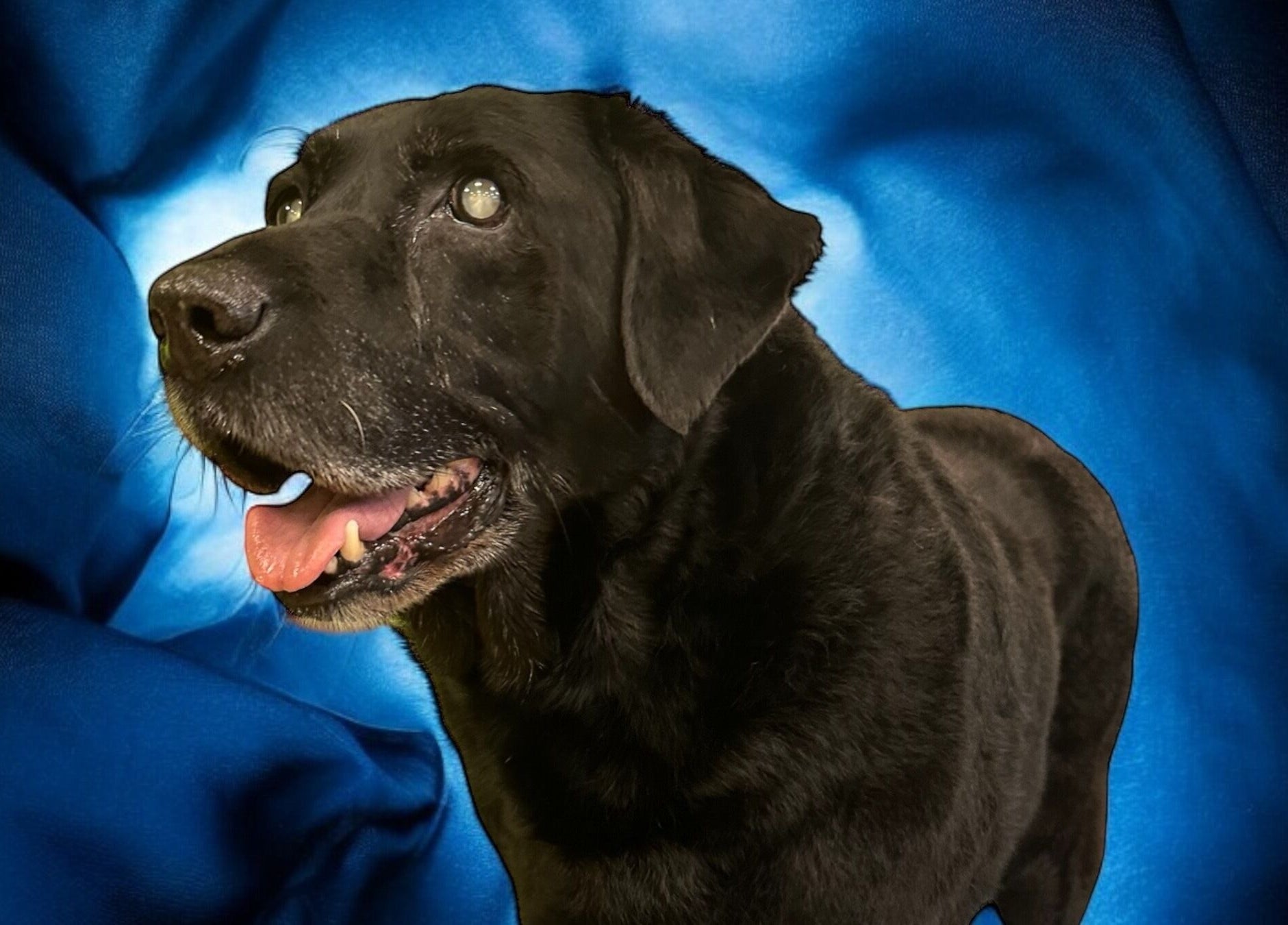 Black dog with blue background at Groom At The Top - Caitlin, Polbeth, Scotland, GB.