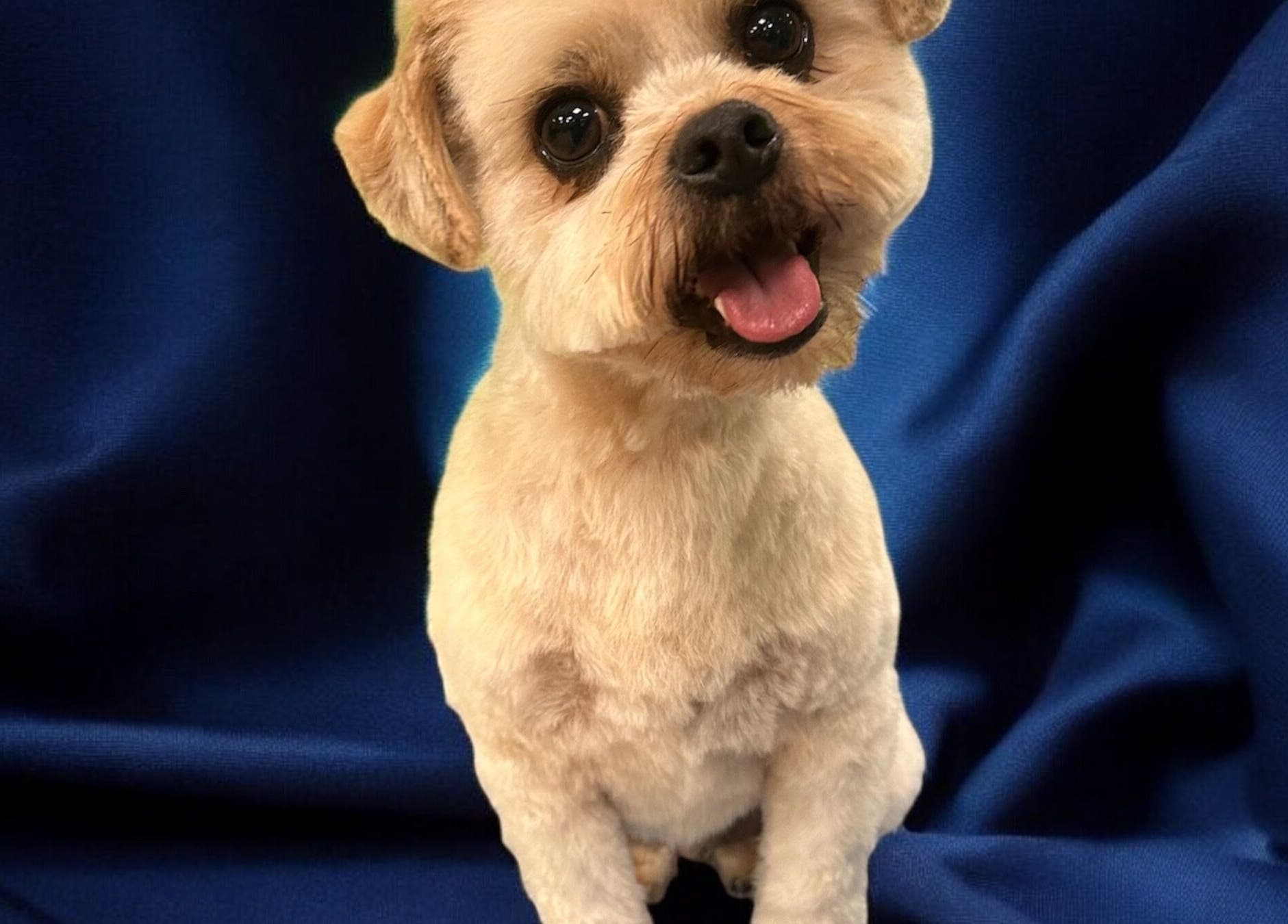 Dog with stylish groom on blue drape at Groom At The Top - Caitlin, Polbeth, Scotland, GB.