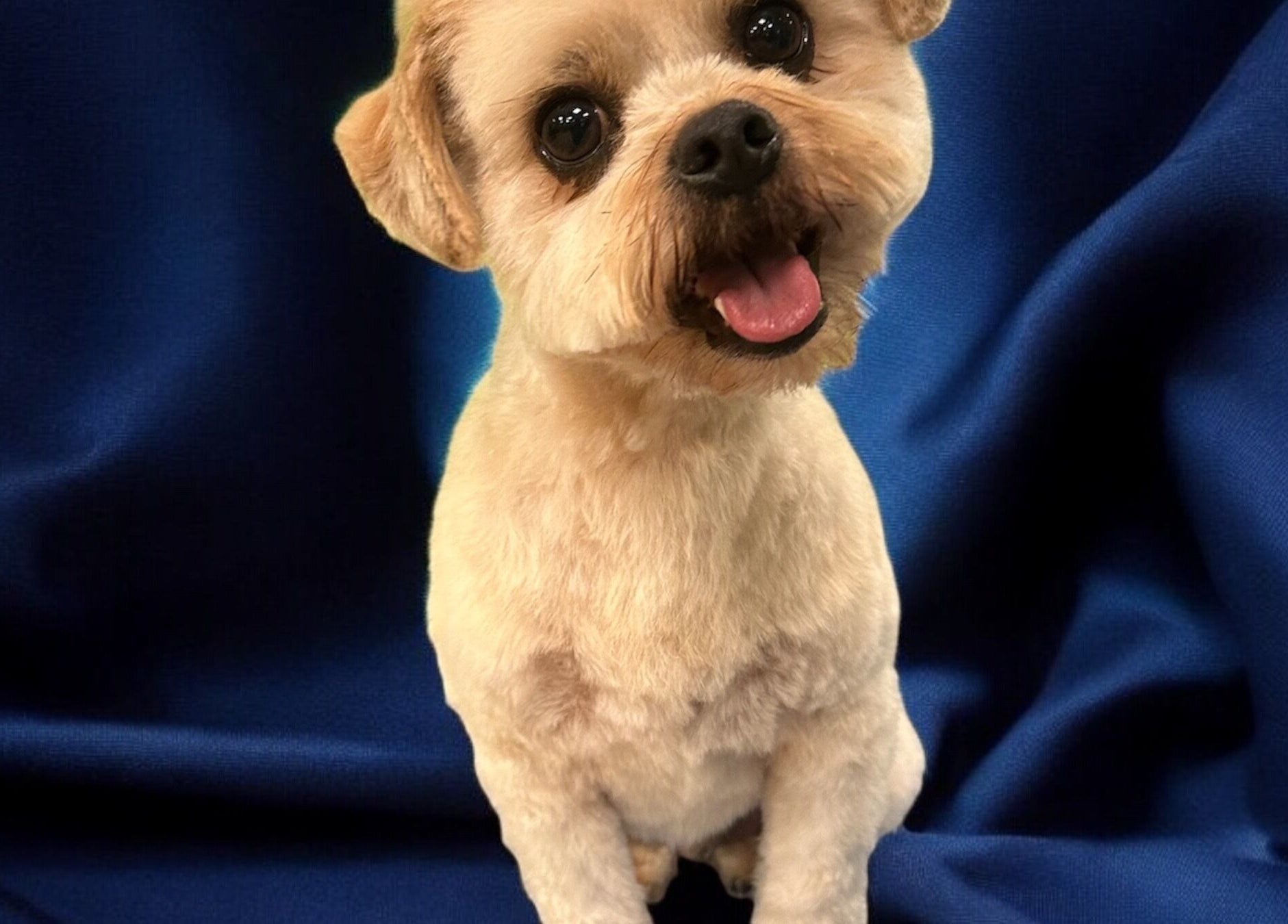 Dog with stylish groom on blue drape at Groom At The Top - Caitlin, Polbeth, Scotland, GB.