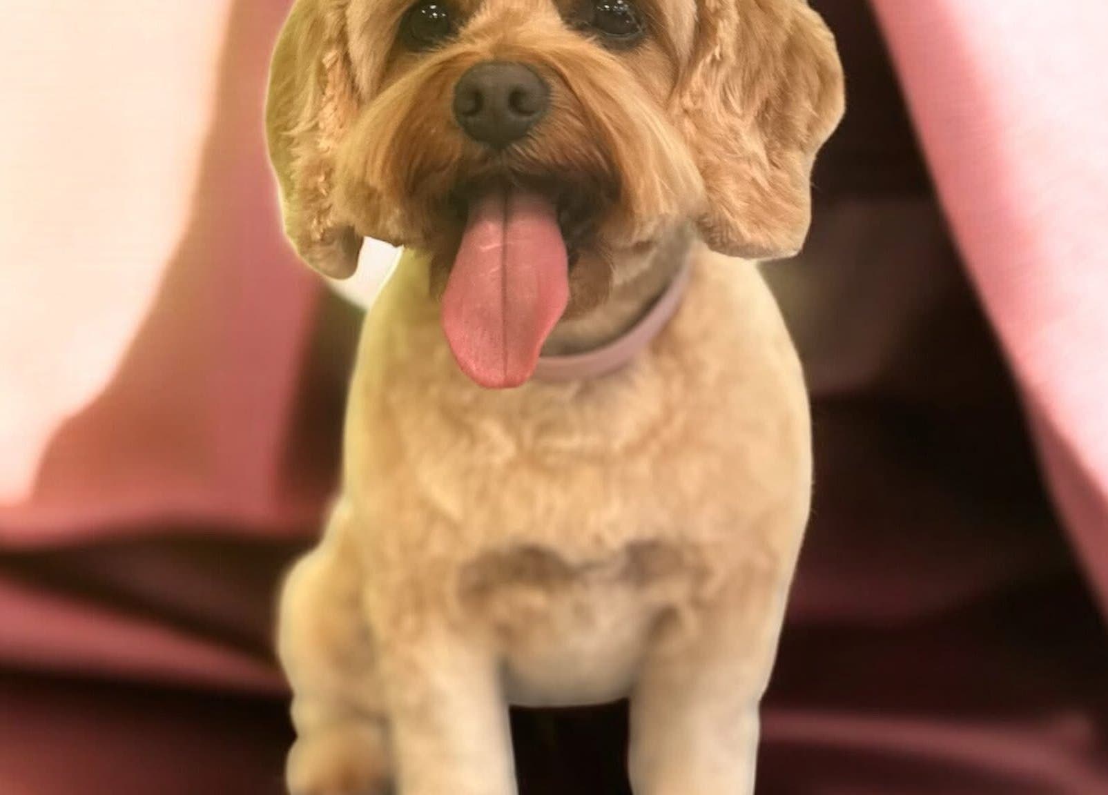 Dog enjoying pampering at Groom At The Top - Caitlin, Polbeth, Scotland, GB.