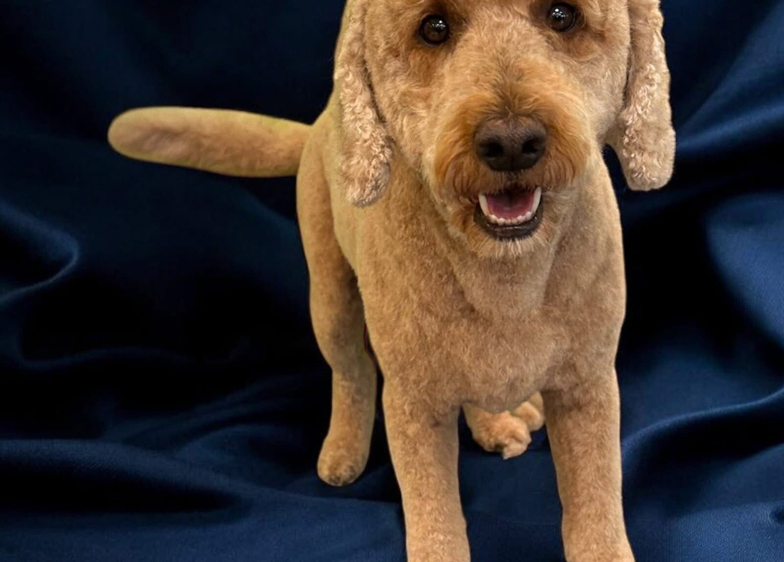 Charming groomed dog on blue backdrop at Groom At The Top - Caitlin, Polbeth, Scotland, GB.