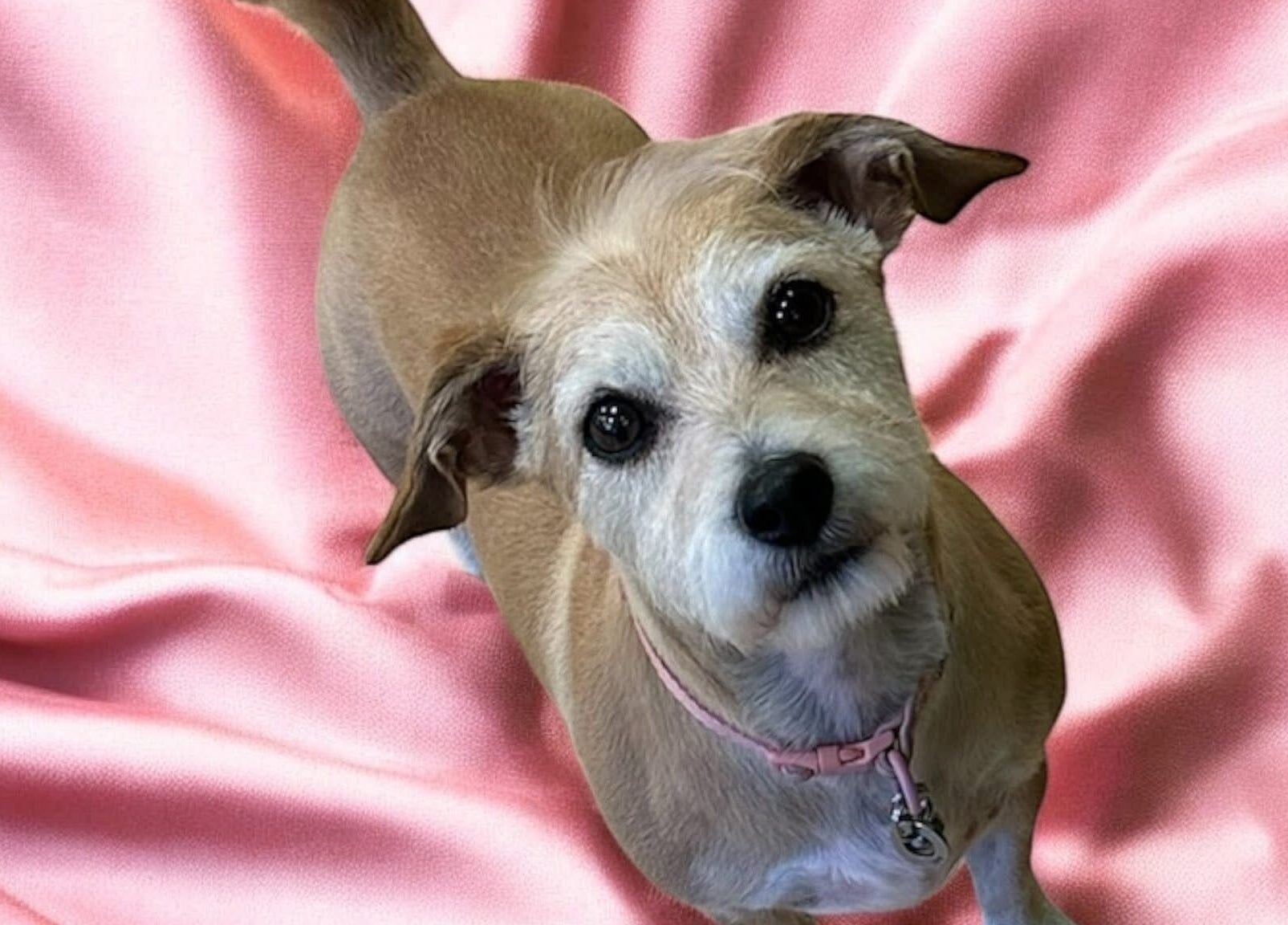 Adorable dog on pink backdrop at Groom At The Top - Caitlin, Polbeth, Scotland, GB.