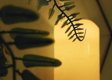 A calming fern silhouette against a warm glow at Tranquility Well-Being in Cromer, England, GB.