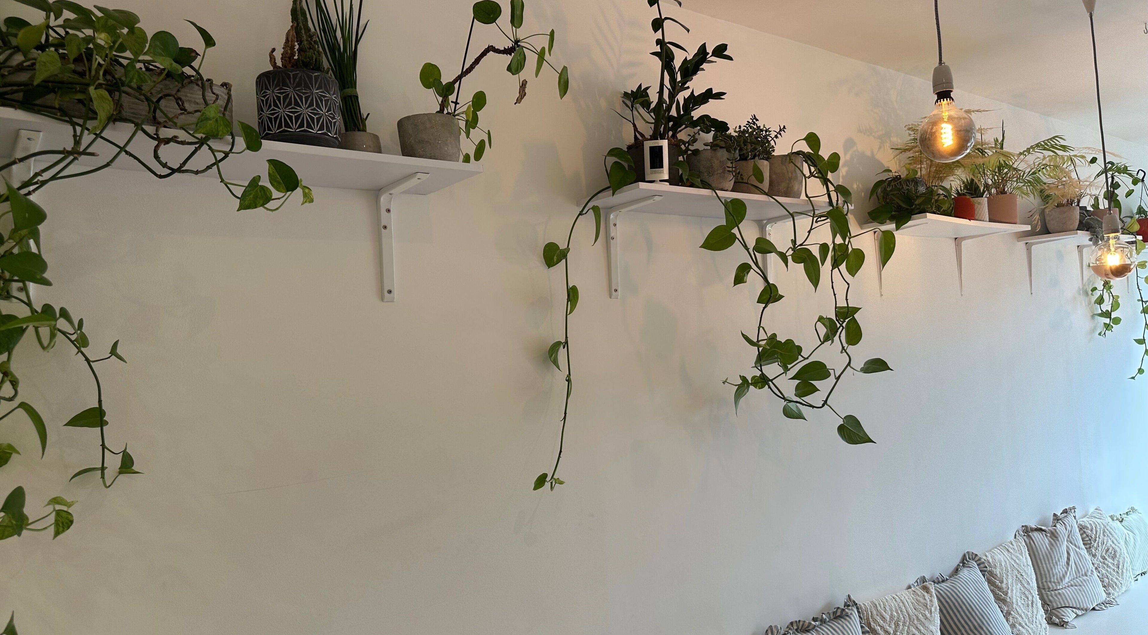 Lush indoor plants and soft lighting at The Private Practice (North London), London, England, GB.