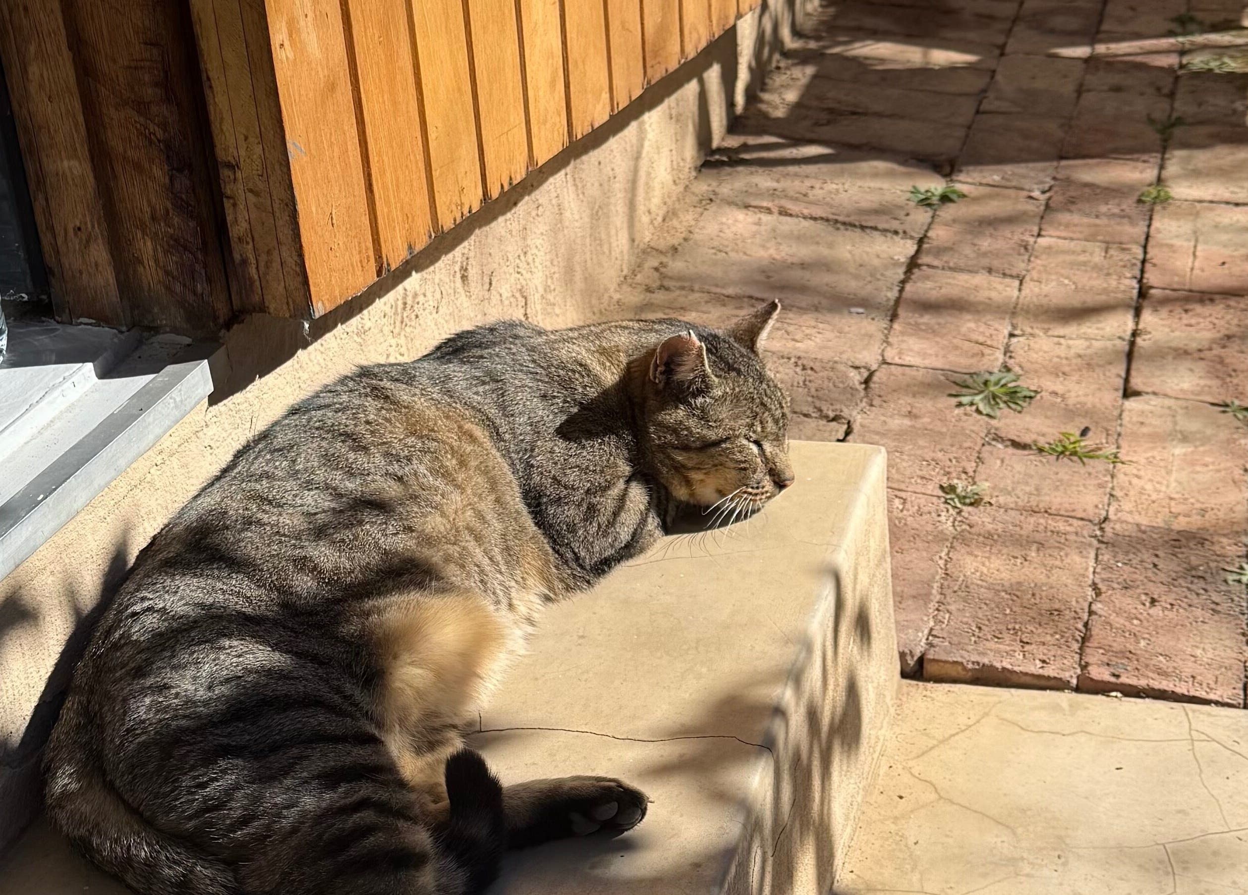 A cat lounging in the sun outside Olive and Kai Beauty in Midrand, Gauteng, ZA.