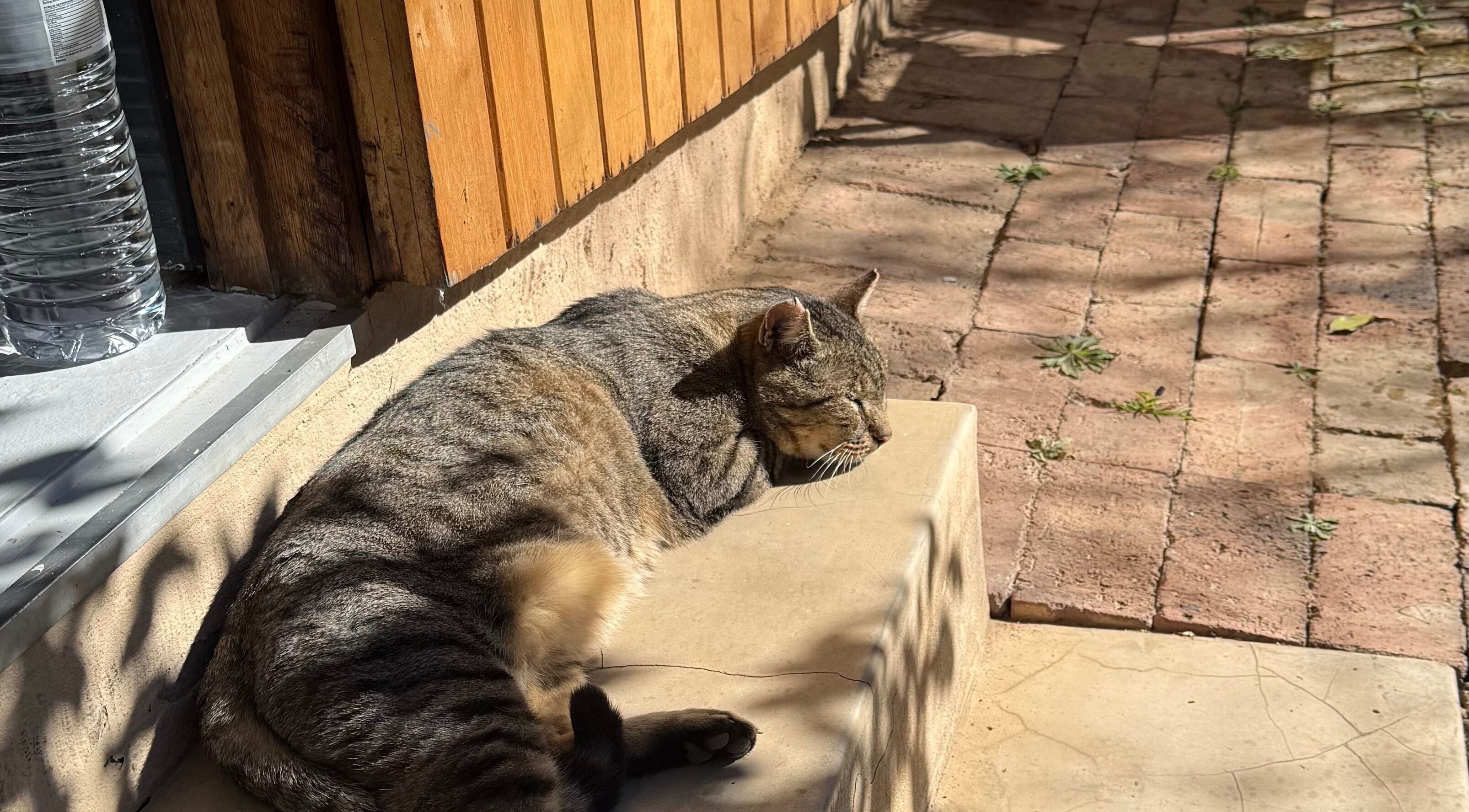 A cat lounging in the sun outside Olive and Kai Beauty in Midrand, Gauteng, ZA.