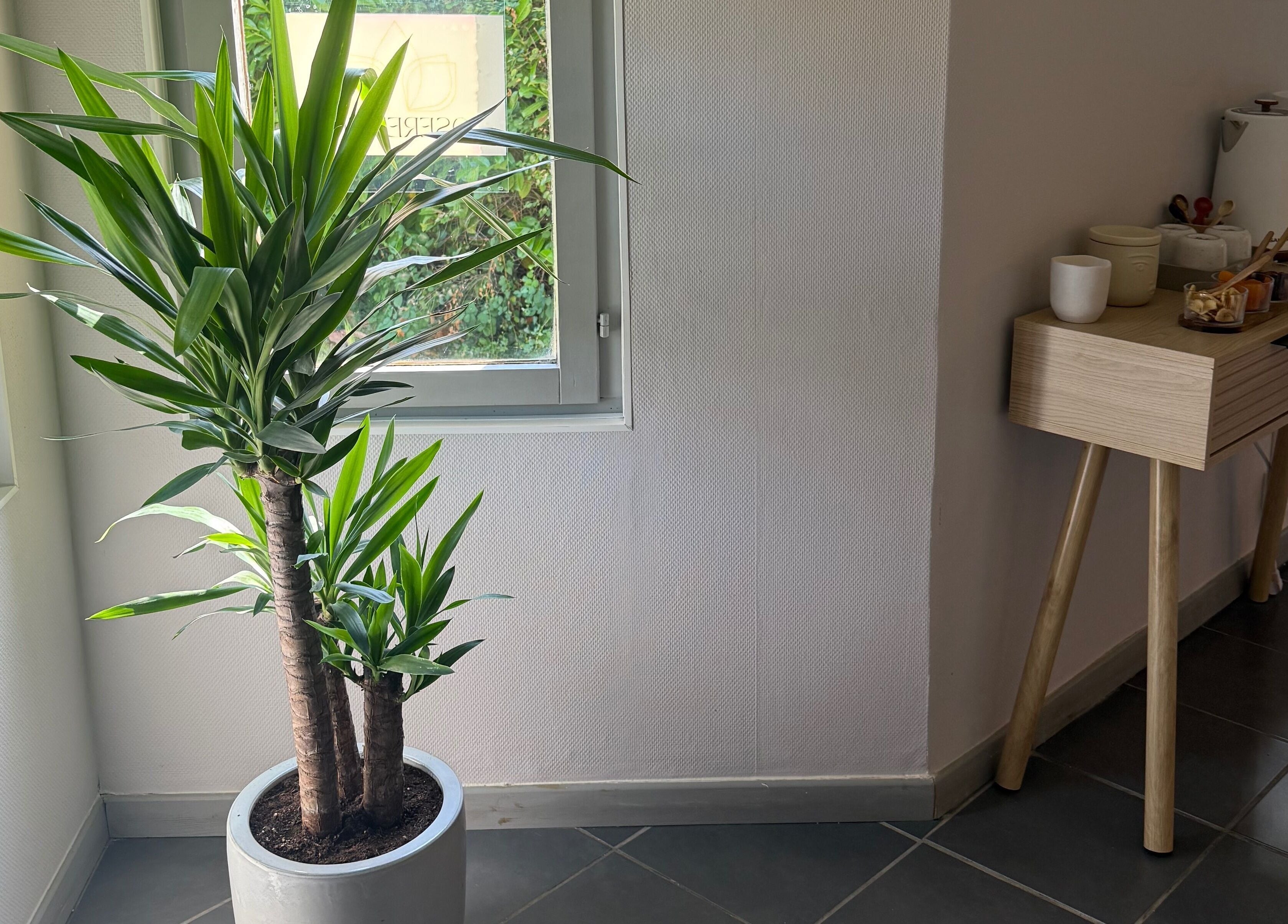 Coin détente lumineux chez Oserenité, Aubrives, Grand Est, FR, avec une plante verte et un meuble en bois.