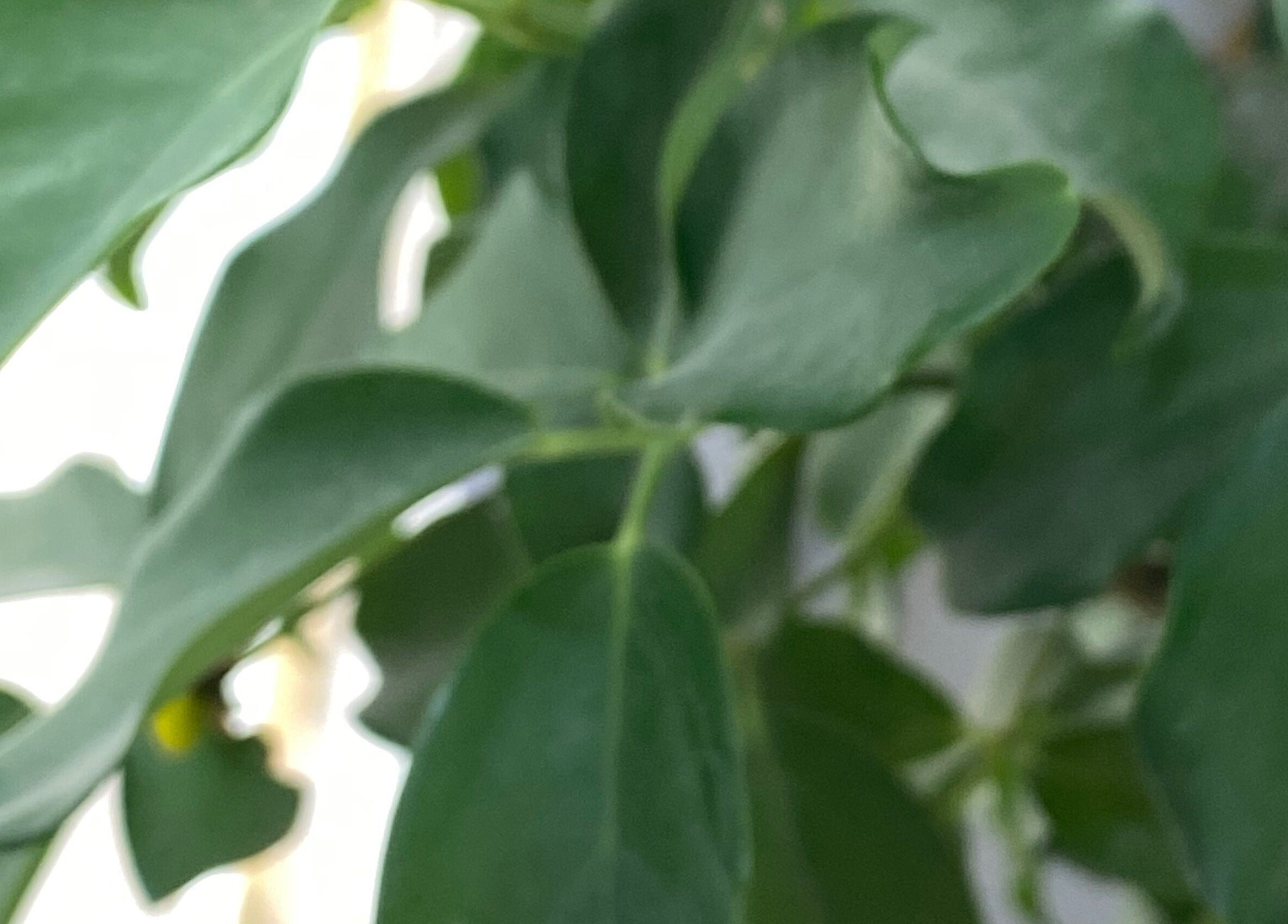 Lush green leaves at Class Beyond Colors in Lekki, Lagos, NG, creating a serene and refreshing atmosphere.