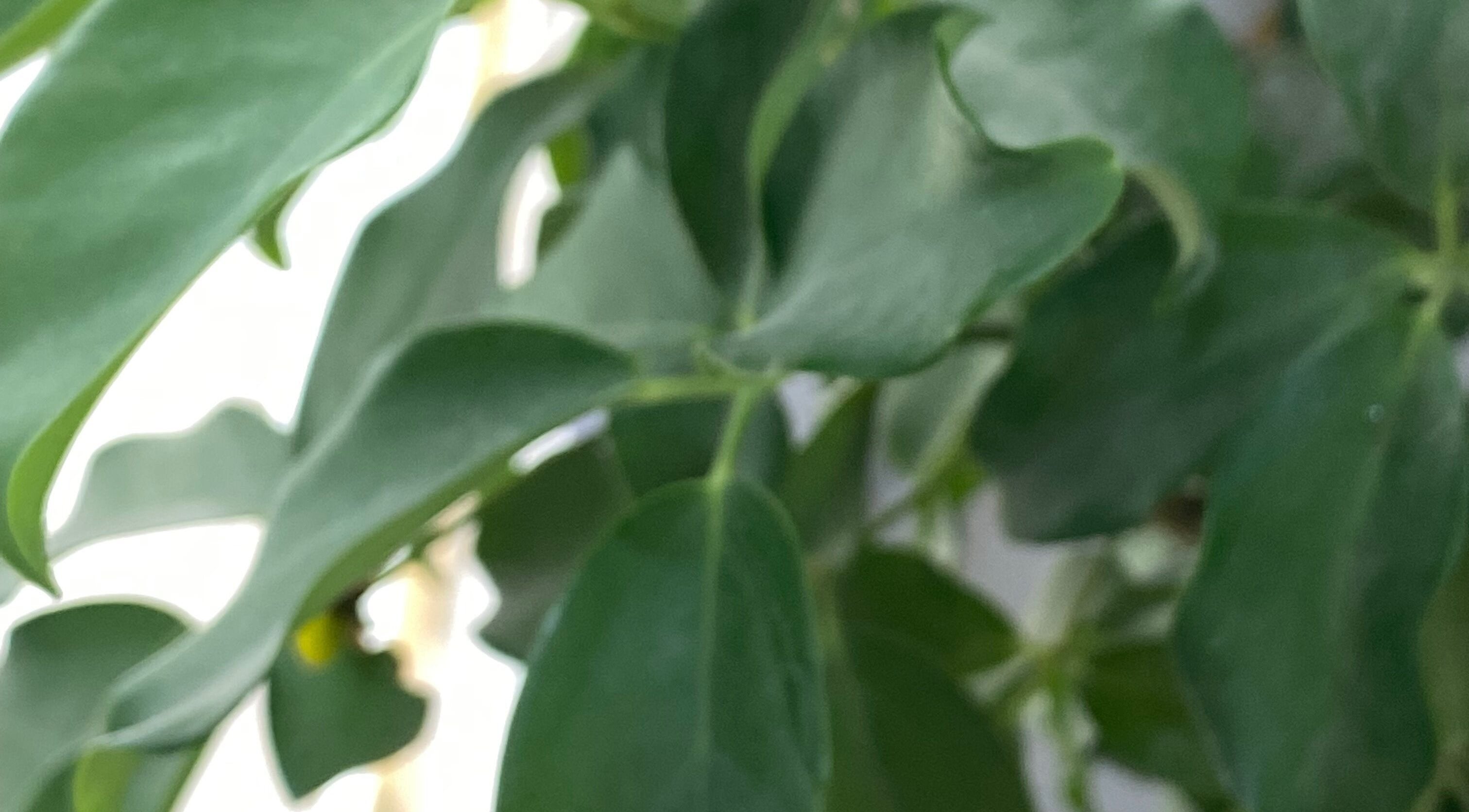 Lush green leaves at Class Beyond Colors in Lekki, Lagos, NG, creating a serene and refreshing atmosphere.