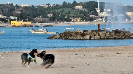 RASantos PetSitting image 2