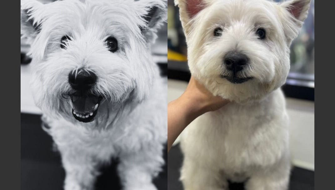 สุนัขขนฟูน่ารักที่ Purrpro Grooming สาขา โยธินพัฒนา, Krung Thep Maha Nakhon, TH