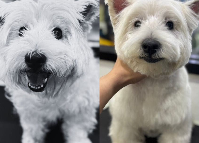 สุนัขขนฟูน่ารักที่ Purrpro Grooming สาขา โยธินพัฒนา, Krung Thep Maha Nakhon, TH