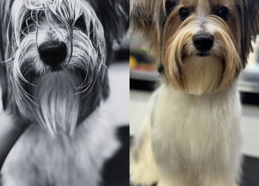 สุนัขก่อนและหลังการดูแลขนที่ Purrpro Grooming สาขา โยธินพัฒนา, Krung Thep Maha Nakhon, TH