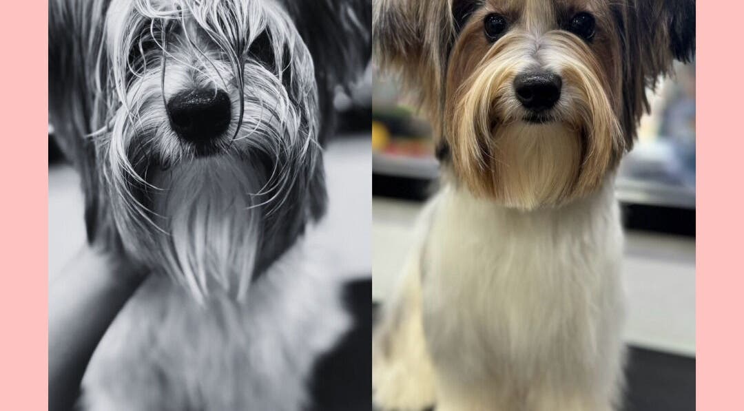 สุนัขก่อนและหลังการดูแลขนที่ Purrpro Grooming สาขา โยธินพัฒนา, Krung Thep Maha Nakhon, TH